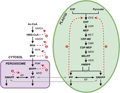 Modeling the effect of daytime duration on the biosynthesis of terpenoid precursors